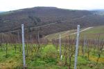 ssv-urbar-winterwanderung-2016-07